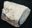 Polished Blue Forest Petrified Wood Limb ( oz) #9490-1